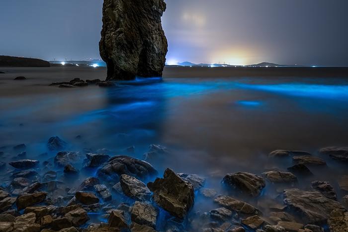 大連迎大面積“熒光海”景觀(guān)