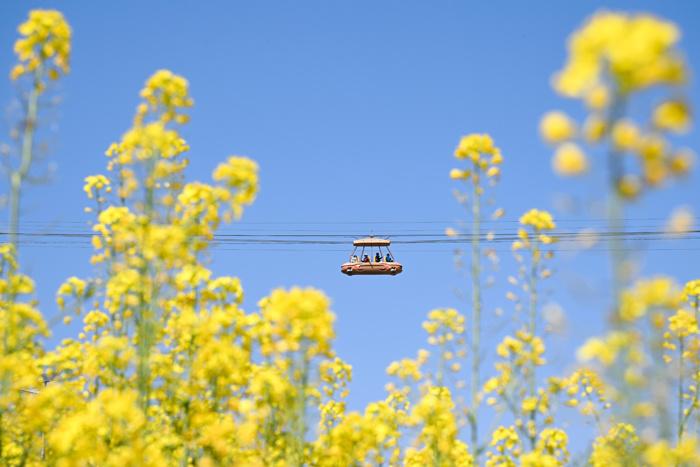 賞春花、品春菜 重慶民眾邂逅春日浪漫