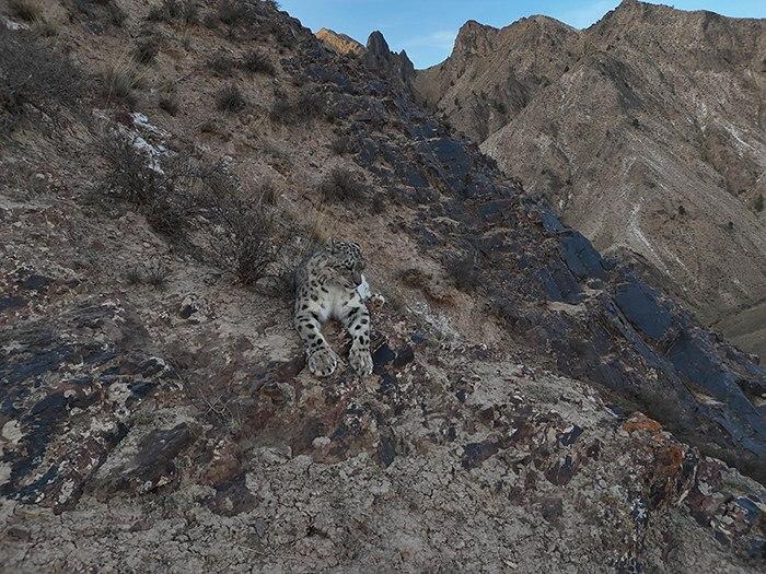 無人機記錄雪豹休憩影像