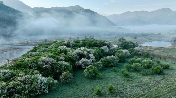 湖北神農(nóng)架：云間濕地霧籠紗
