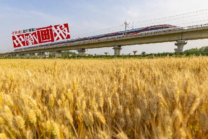 三夏已至農(nóng)事忙 田野“麥”向豐收好時(shí)光