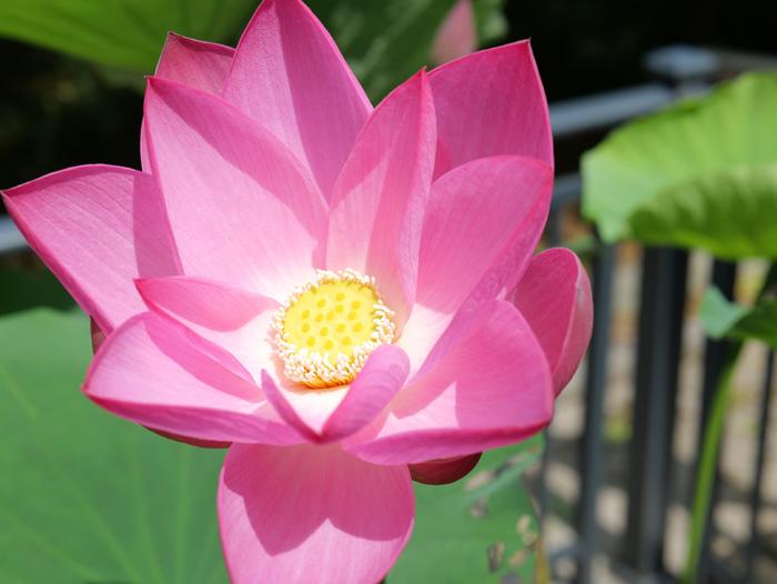 麗水千年古蓮綻放 宋代“活文物”煥生機(jī)