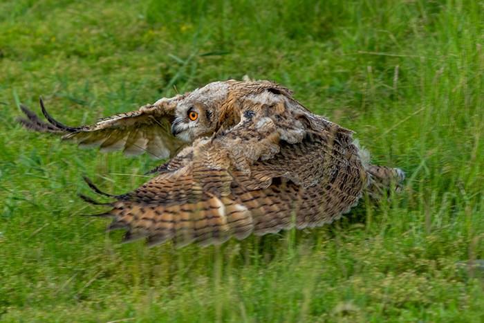 呼倫貝爾草原現(xiàn)稀有鳥(niǎo)類雕鸮