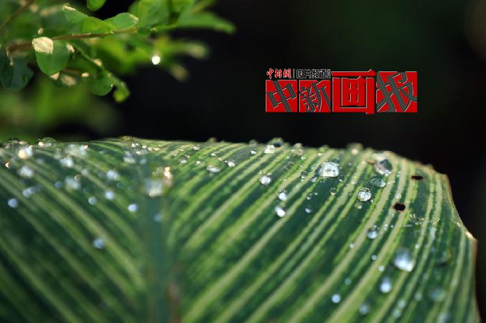 【中新畫報(bào)】草木掛清露 山川斂秋色