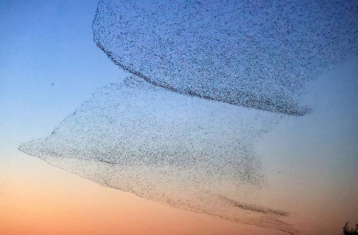 黃河口現(xiàn)“鳥浪”景觀