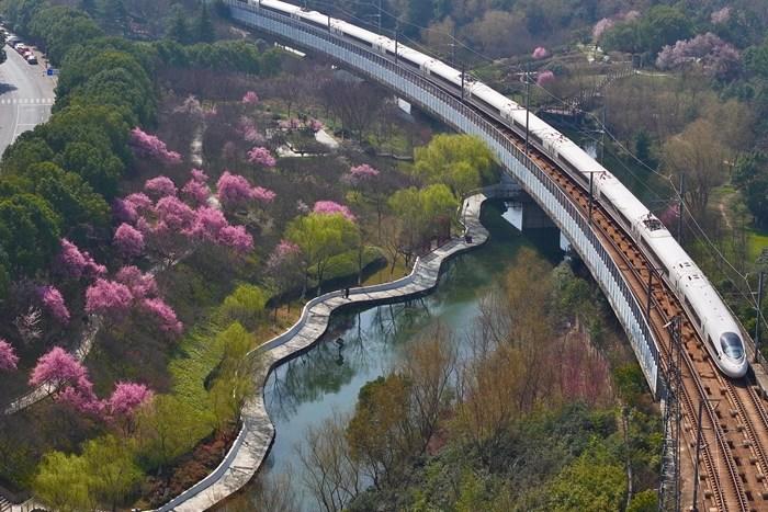 安徽合肥：高鐵駛過春日花海