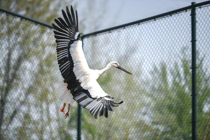 天津完成中國首例東方白鸛機械假肢安裝