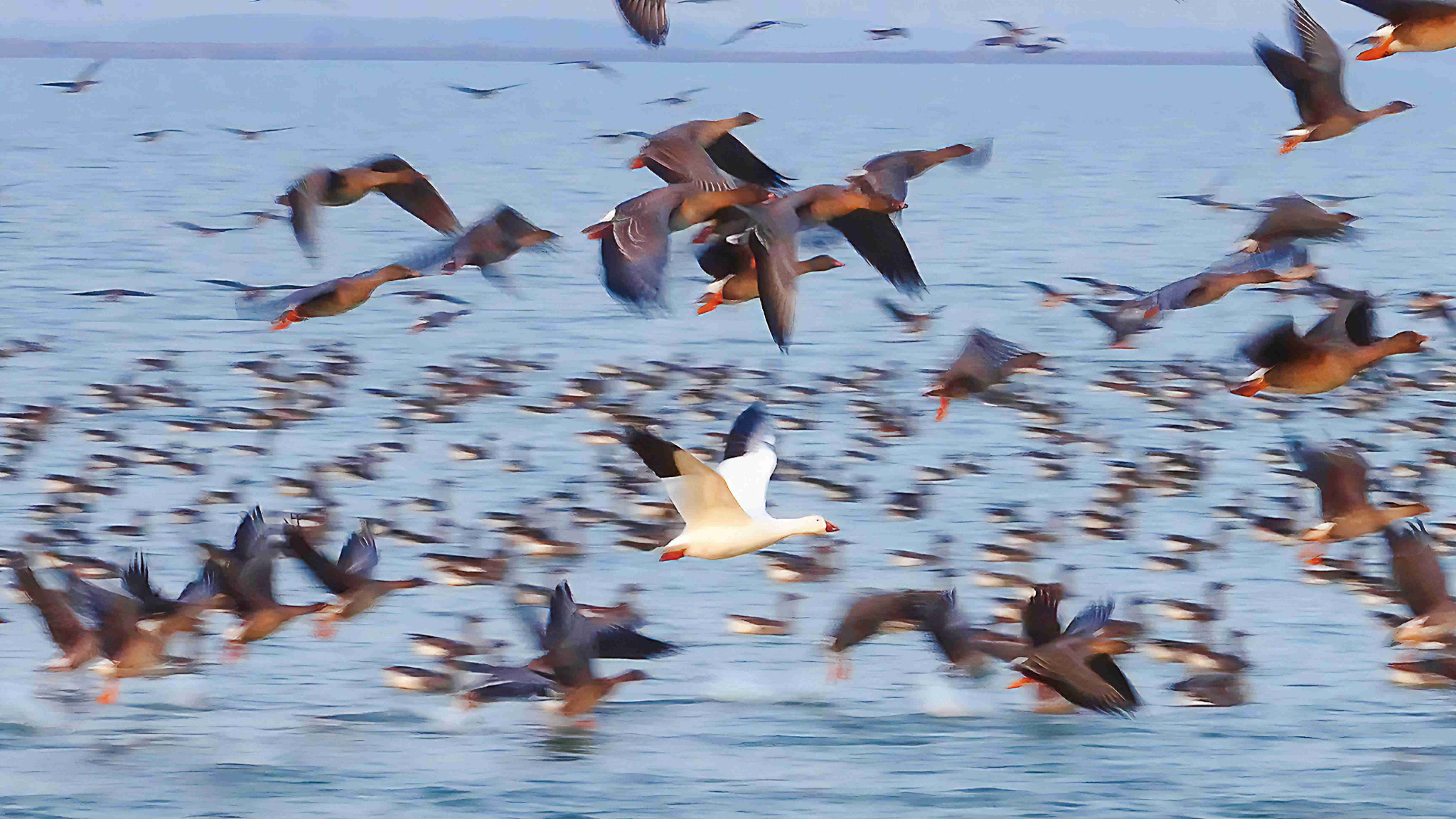 增至335種！衡水湖首次記錄到國內(nèi)罕見鳥類雪雁