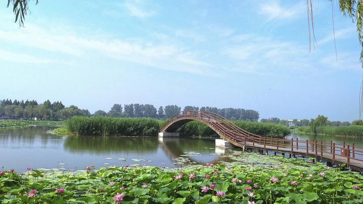 江山如此多嬌丨荷開十里，不如泛舟白洋淀，和你……
