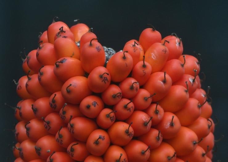 巨魔芋結(jié)實(shí)，速圍觀