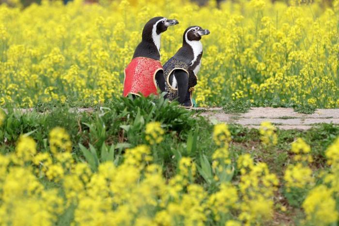 愜意！南京海底世界洪氏環(huán)企鵝戶外踏青“享”春光
