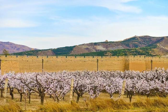 山西朔州：長城腳下杏花爛漫